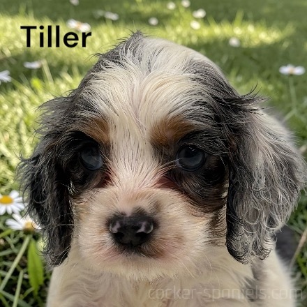 puppy, for, sale, Cocker Spaniel, Joe & Cherri  Overlease, dog, breeder, Miller, MO, dog-breeder, puppy-for-sale, forsale, nearby, find, puppyfind, locator, puppylocator, aca